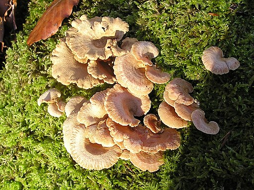 Herber Zwergknäueling, Panellus stypticus