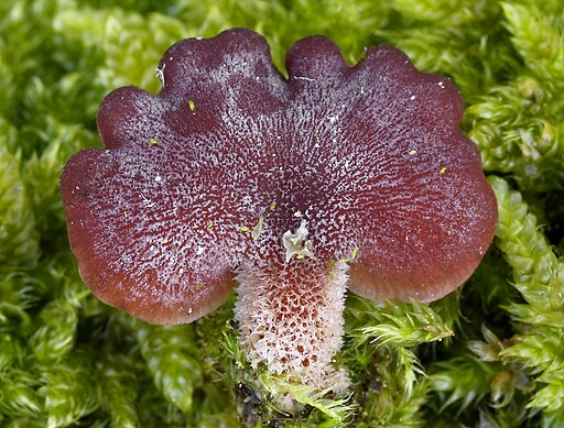 Violettblättriger Zwergknäueling, Panellus violaceofulvus