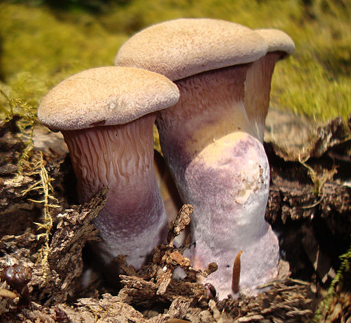 Laubholz-Knäueling, Panus conchatus