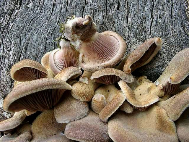 Borstiger Knäueling, Panus neostrigosus