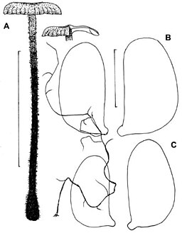 Nadel-Blasssporrübling