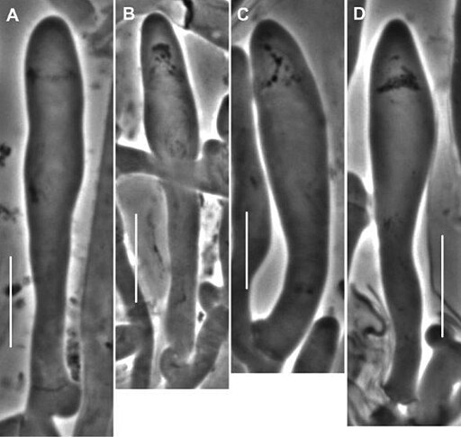 Nadel-Blasssporrübling, Paragymnopus perforans