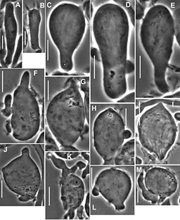 Nadel-Blasssporrübling, Paragymnopus perforans
