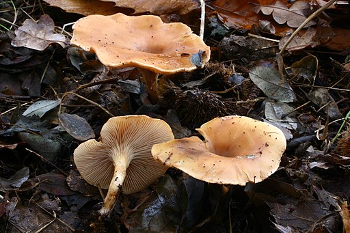 Fuchsiger Rötelritterling