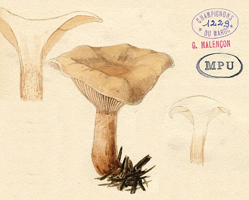 Parfümierter Trichterling, Paralepistopsis amoenolens