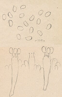 Parfümierter Trichterling, Paralepistopsis amoenolens