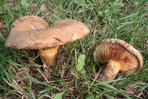 Kahler Krempling, Paxillus involutus