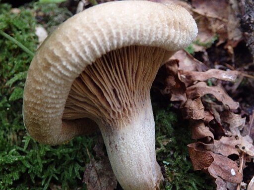 Kahler Krempling, Paxillus involutus