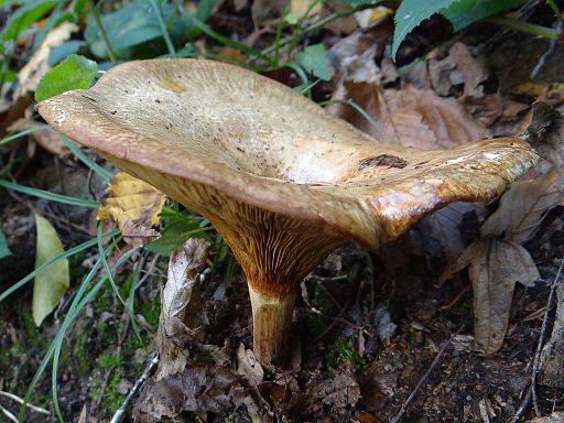 Erlen-Krempling, Paxillus rubicundulus
