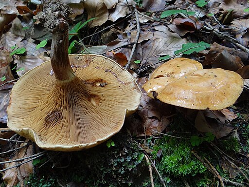 Erlen-Krempling, Paxillus rubicundulus