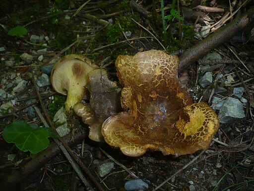 Erlen-Krempling, Paxillus rubicundulus