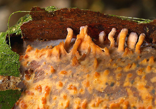 Hainbuchen-Zystidenrindenpilz