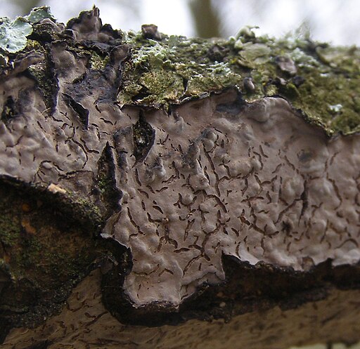 Eichen-Zystidenrindenpilz