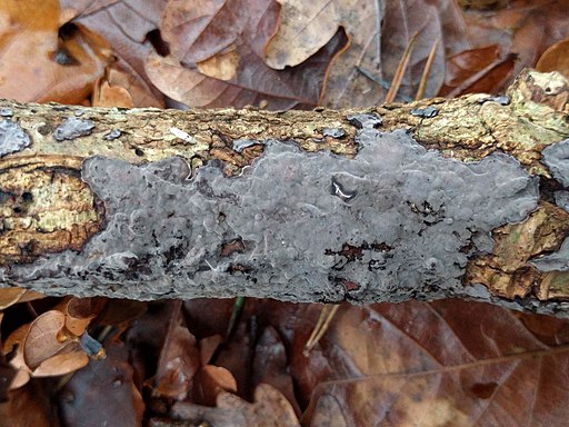 Eichen-Zystidenrindenpilz, Peniophora quercina