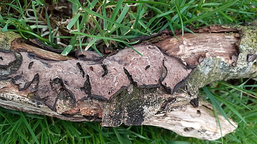 Eichen-Zystidenrindenpilz, Peniophora quercina