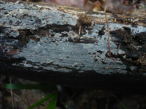 Flaumiger Rindenpilz, Peniophorella pubera