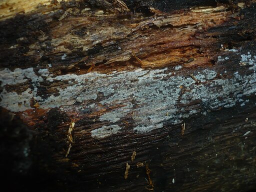 Flaumiger Rindenpilz, Peniophorella pubera