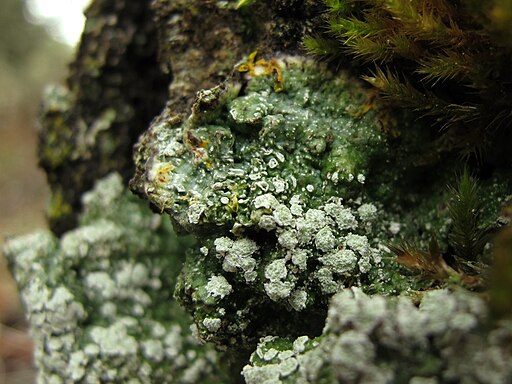 Zonige Porenflechte, Pertusaria albescens