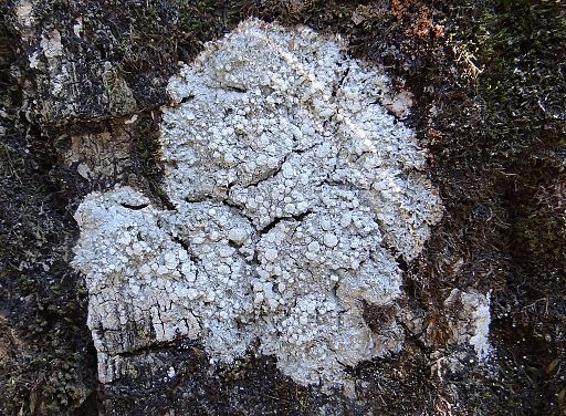 Bittere Porenflechte, Pertusaria amara