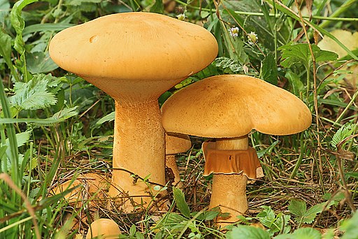 Goldfarbener Glimmerschüppling