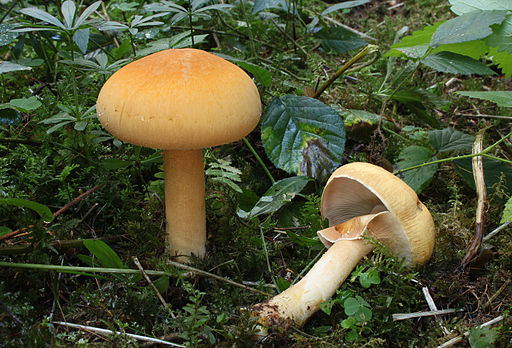 Goldfarbener Glimmerschüppling, Phaeolepiota