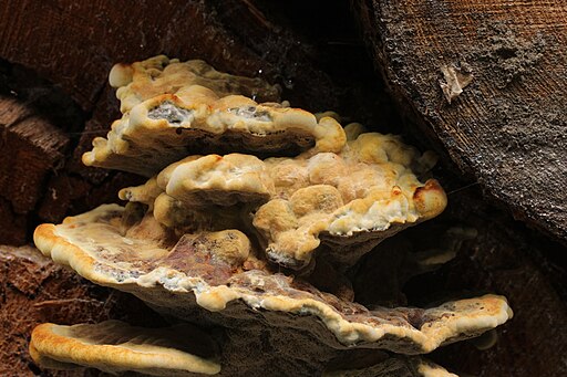 Kiefern-Braunporling, Phaeolus spadiceus