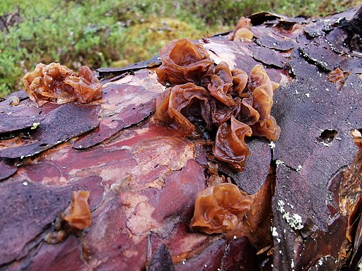 Blattartiger Zitterling, Phaeotremella foliacea