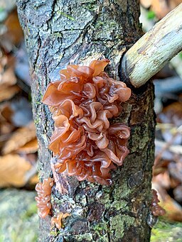 Blattartiger Zitterling, Phaeotremella foliacea
