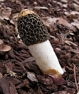 Dünen-Stinkmorchel, Phallus hadriani