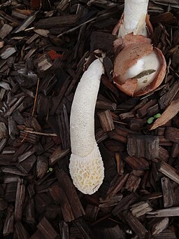 Dünen-Stinkmorchel, Phallus hadriani