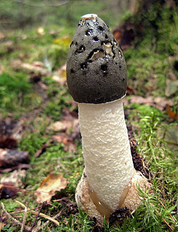Gemeine Stinkmorchel, Phallus impudicus