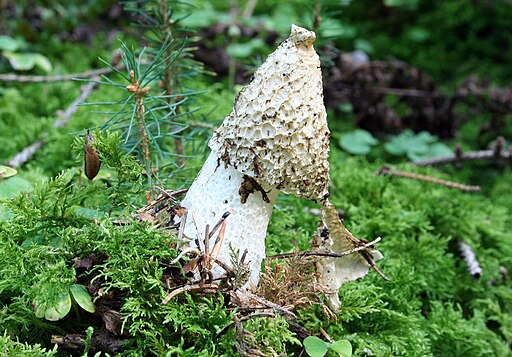 Gemeine Stinkmorchel, Phallus impudicus