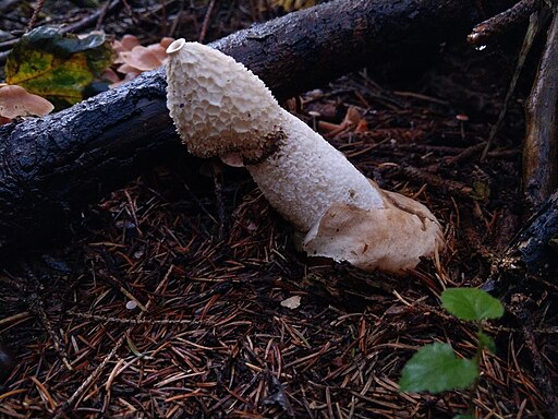 Gemeine Stinkmorchel, Phallus impudicus