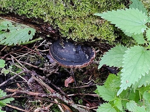 Grauer Feuerschwamm, Phellinus igniarius