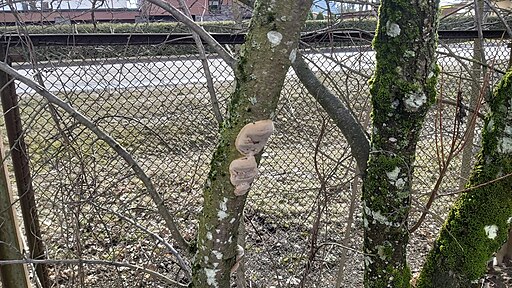 Pflaumen-Feuerschwamm, Phellinus tuberculosus
