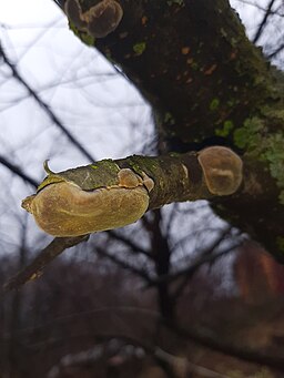 Pflaumen-Feuerschwamm, Phellinus tuberculosus