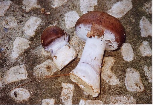 Schleiereule (Pilz)