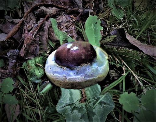 Schleiereule (Pilz), Phlegmacium praestans