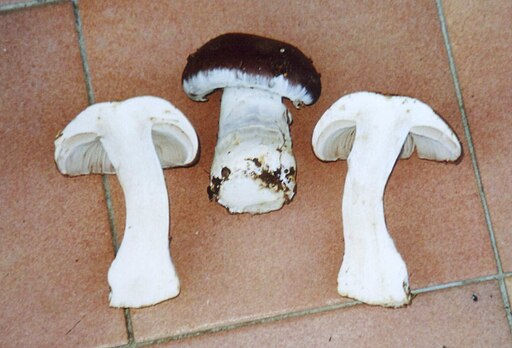 Schleiereule (Pilz), Phlegmacium praestans