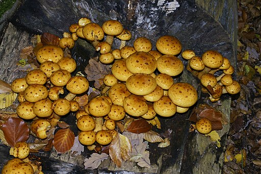 Goldfell-Schüppling, Pholiota aurivella