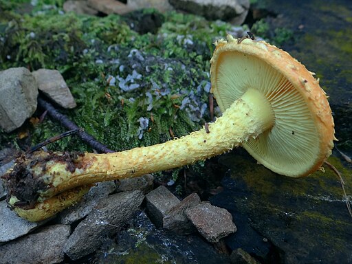 Feuer-Schüppling, Pholiota flammans