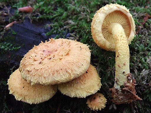 Feuer-Schüppling, Pholiota flammans