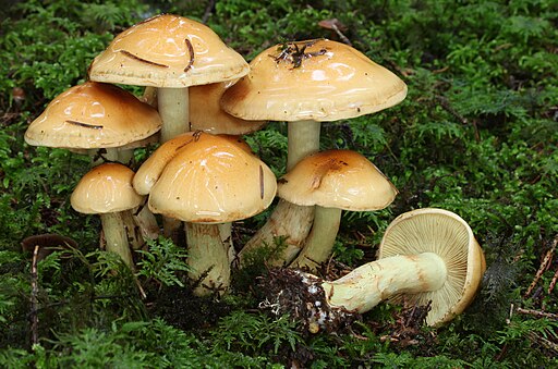Tonweißer Schüppling, Pholiota lenta