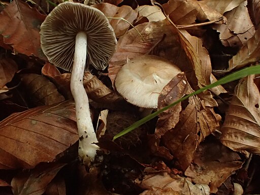 Tonweißer Schüppling, Pholiota lenta