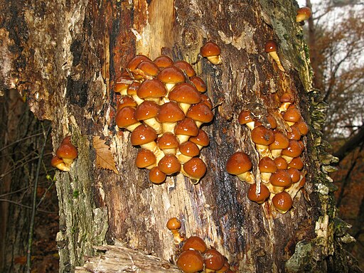 Japanisches Stockschwämmchen, Pholiota nameko