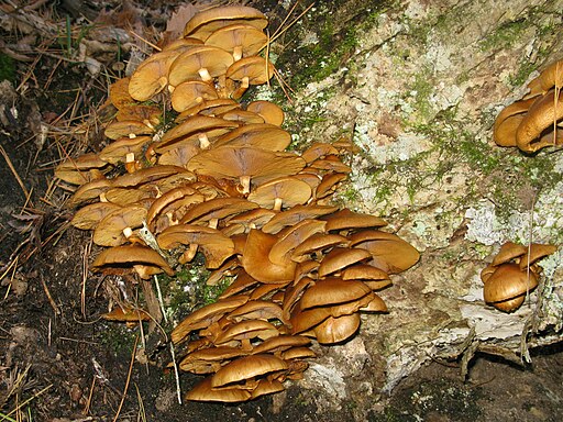 Japanisches Stockschwämmchen, Pholiota nameko
