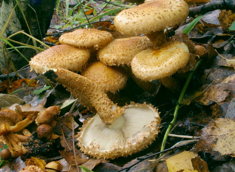 Sparriger Schüppling, Pholiota squarrosa
