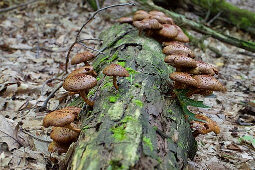 Sparriger Schüppling, Pholiota squarrosa
