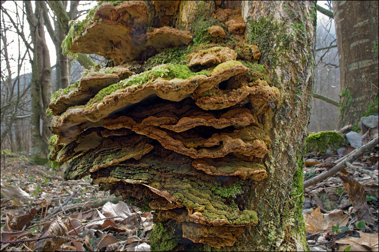 Strauchporling, Phylloporia ribis
