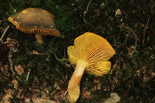 Europäisches Goldblatt, Phylloporus pelletieri